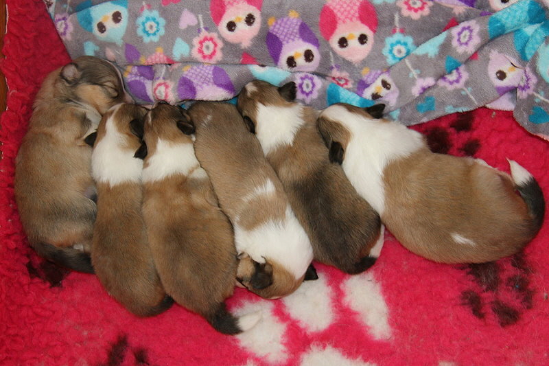 U3-Wurf vom Affinger Bach, 2 Wochen alt